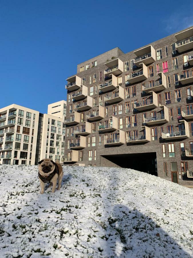 Cute Pug Guest Room Копенхаген Екстериор снимка