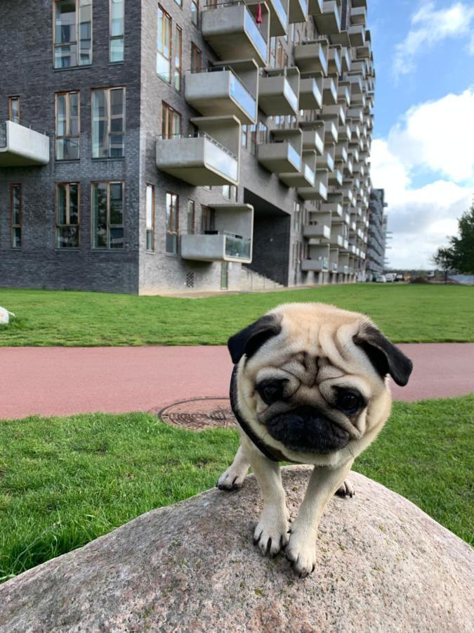 Cute Pug Guest Room Копенхаген Екстериор снимка
